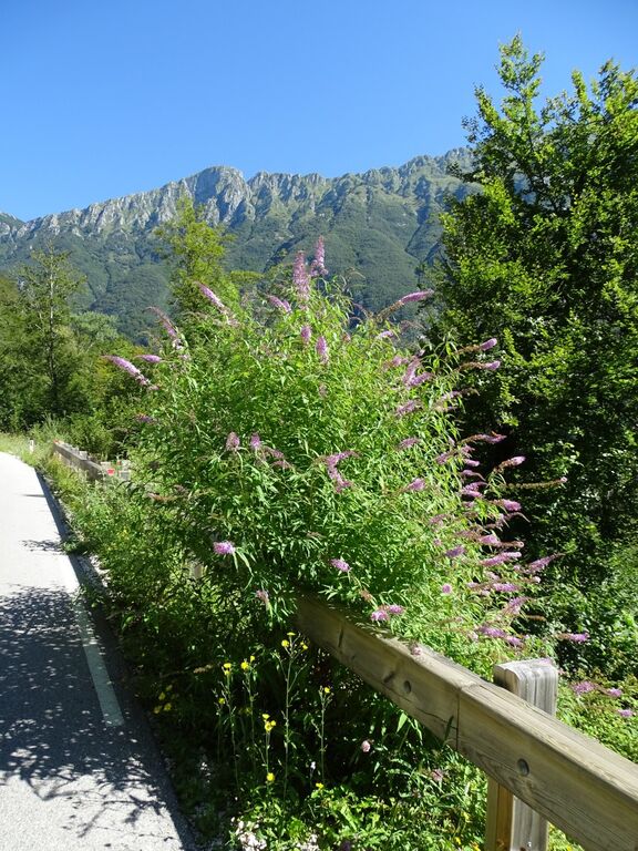 Prvi semafor invazivnosti okrasnih rastlin za odgovorno izbiro rastlin za vrtove in javne zelene površine